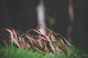 Bay Leaves Wealth Spell: Manifest Abundance and Prosperity in Your Life 2025 Bay Leaves Wealth Spell - Manifest Abundance with this Simple Ritual