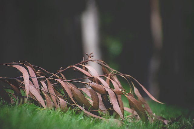 Bay Leaves Wealth Spell - Manifest Abundance with this Simple Ritual