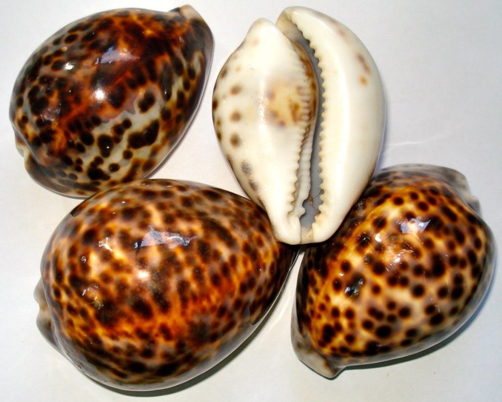 Harnessing the Power of Wealth Cowries: A Guide to Attracting Abundance