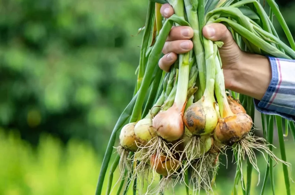 How to Remove a Curse Placed Upon You Using Onion Cleansing