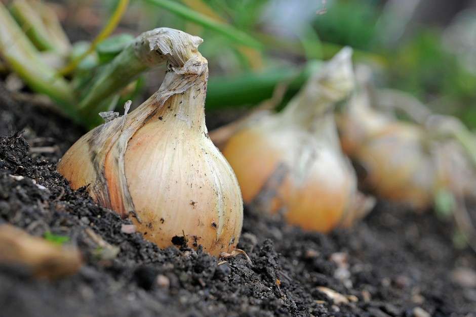 3 Powerful Onion Spells: Attract Love, Money, & Banish Negative Energy