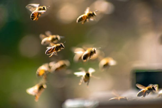 Spiritual Meaning Of Bees