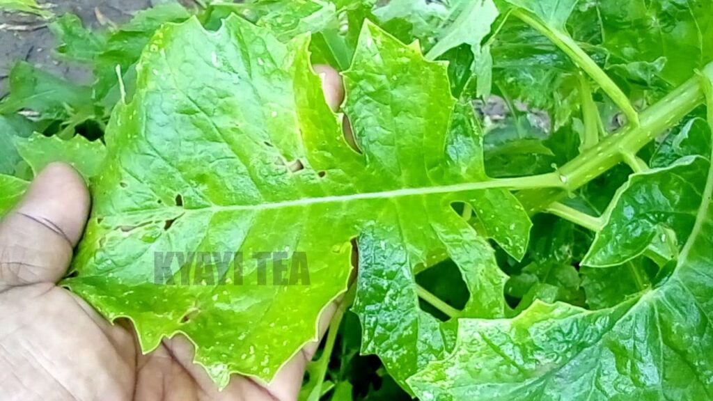 African Penis Enlargement Herbal Ritual Spells That Work in One Week 2025 magejo herb for penis enlargment. traditional herbs for men’s vitality