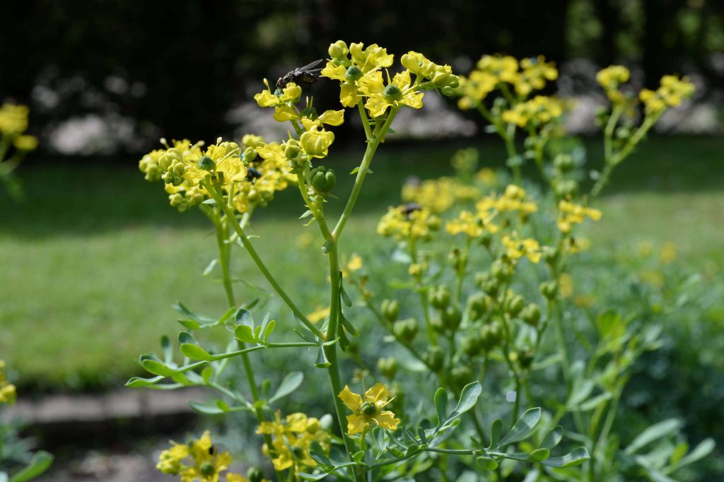 3 Rue Plant Rituals to Eliminate Negativity, Envy, Jealousy, and Arguments