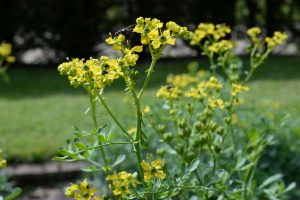 3 Rue Plant Rituals to Eliminate Negativity, Envy, Jealousy, and Arguments 2025 3 Rue Plant Rituals to Eliminate Negativity, Envy, Jealousy, and Arguments