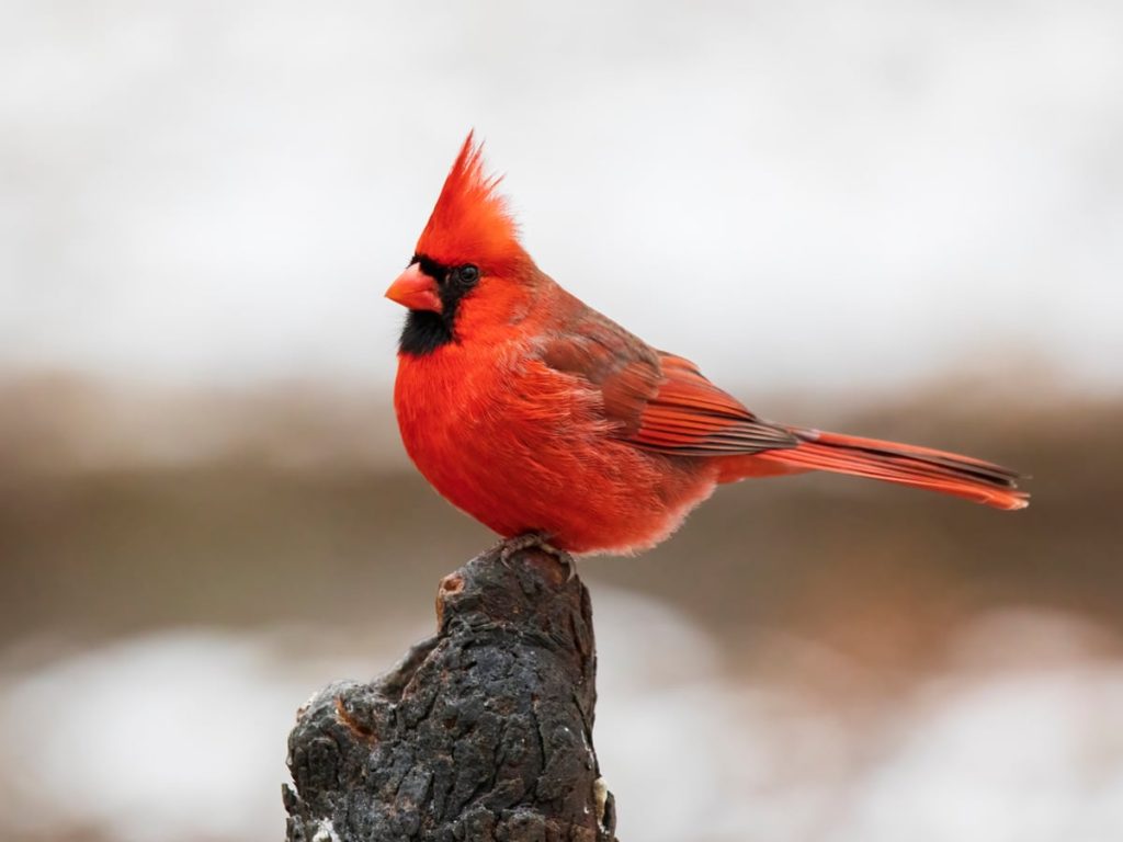 What Does It Mean When a Bird Visits You? True Spiritual Explanation