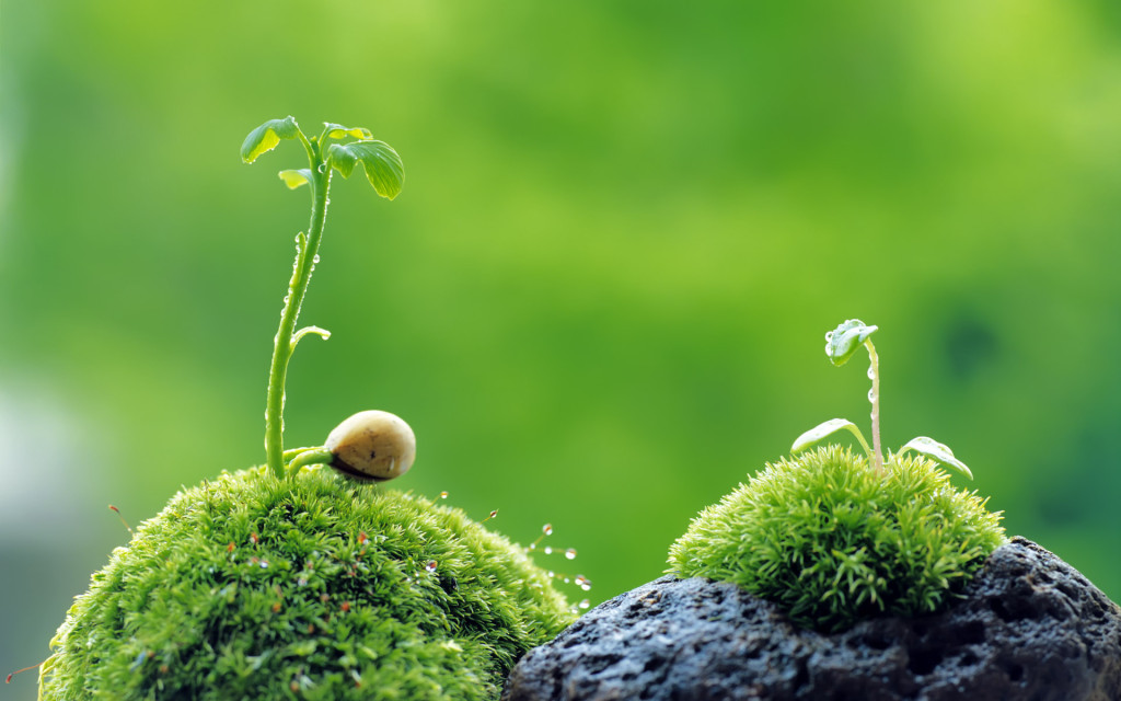 8 Plants You Should Plant at Home to Purify the Air